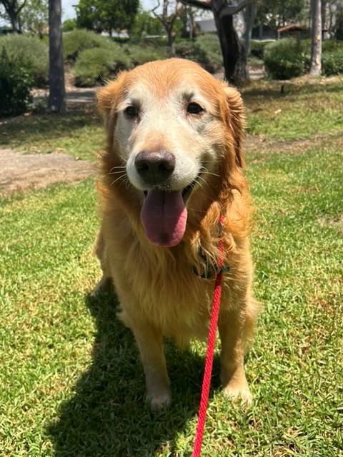 Enlarge Darrin, a ADOPTABLE Golden Retriever in Los Angeles, CA image 6/6