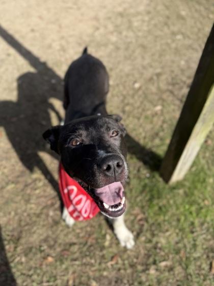 Enlarge Cannoli, a Adoptable mixed breed in Gulfport, MS image 1/3