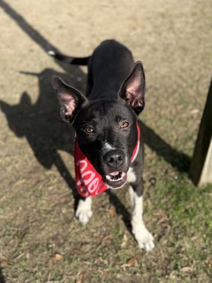Enlarge Cannoli, a Adoptable mixed breed in Gulfport, MS image 2/3