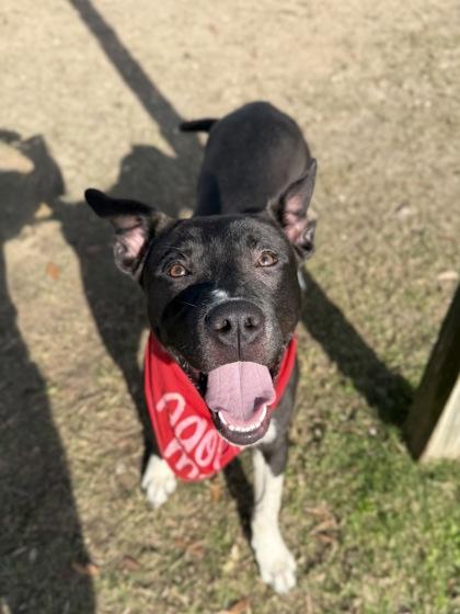Enlarge Cannoli, a Adoptable mixed breed in Gulfport, MS image 3/3