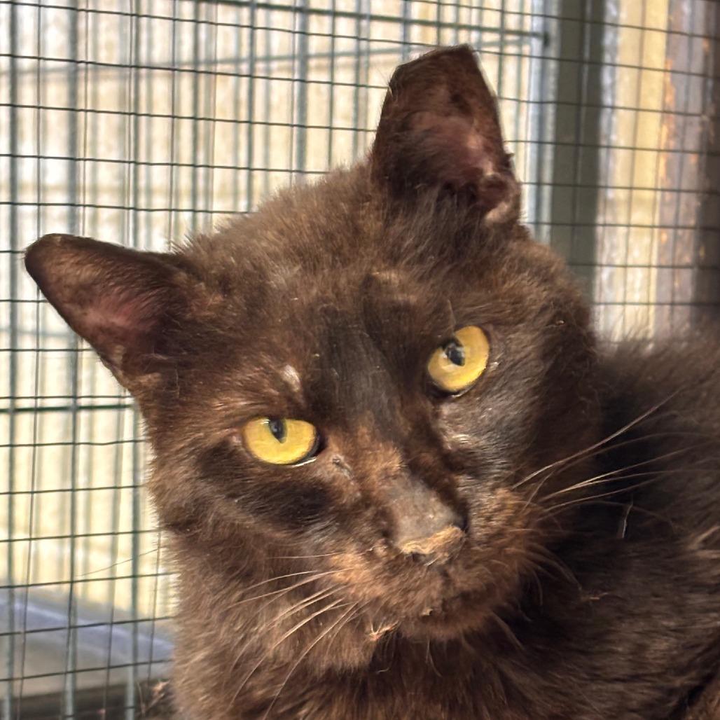 Enlarge Magic, a Adoptable Domestic Medium Hair in Midland, TX image 1/3