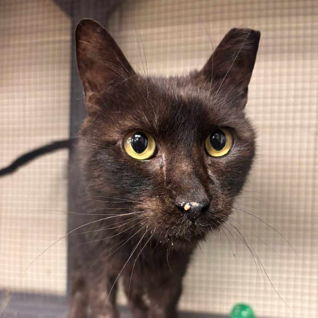 Enlarge Magic, a Adoptable Domestic Medium Hair in Midland, TX image 3/3