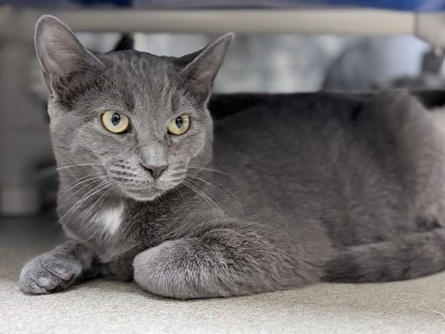 ED, Adoptable, Kitten Male Domestic Short Hair.
