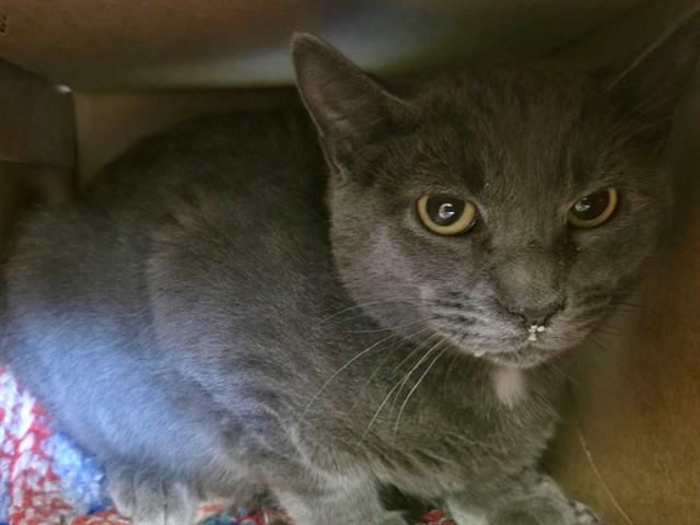 ED, Adoptable, Kitten Male Domestic Short Hair.