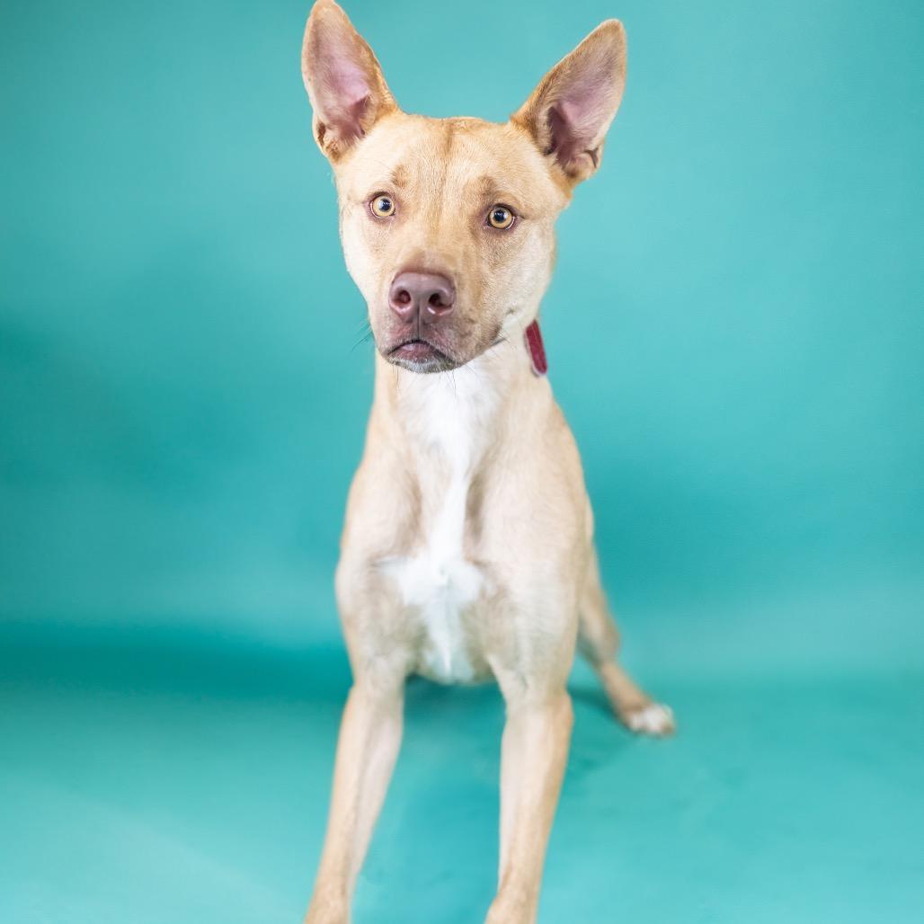 March, Adoptable, Young Male Mixed Breed.