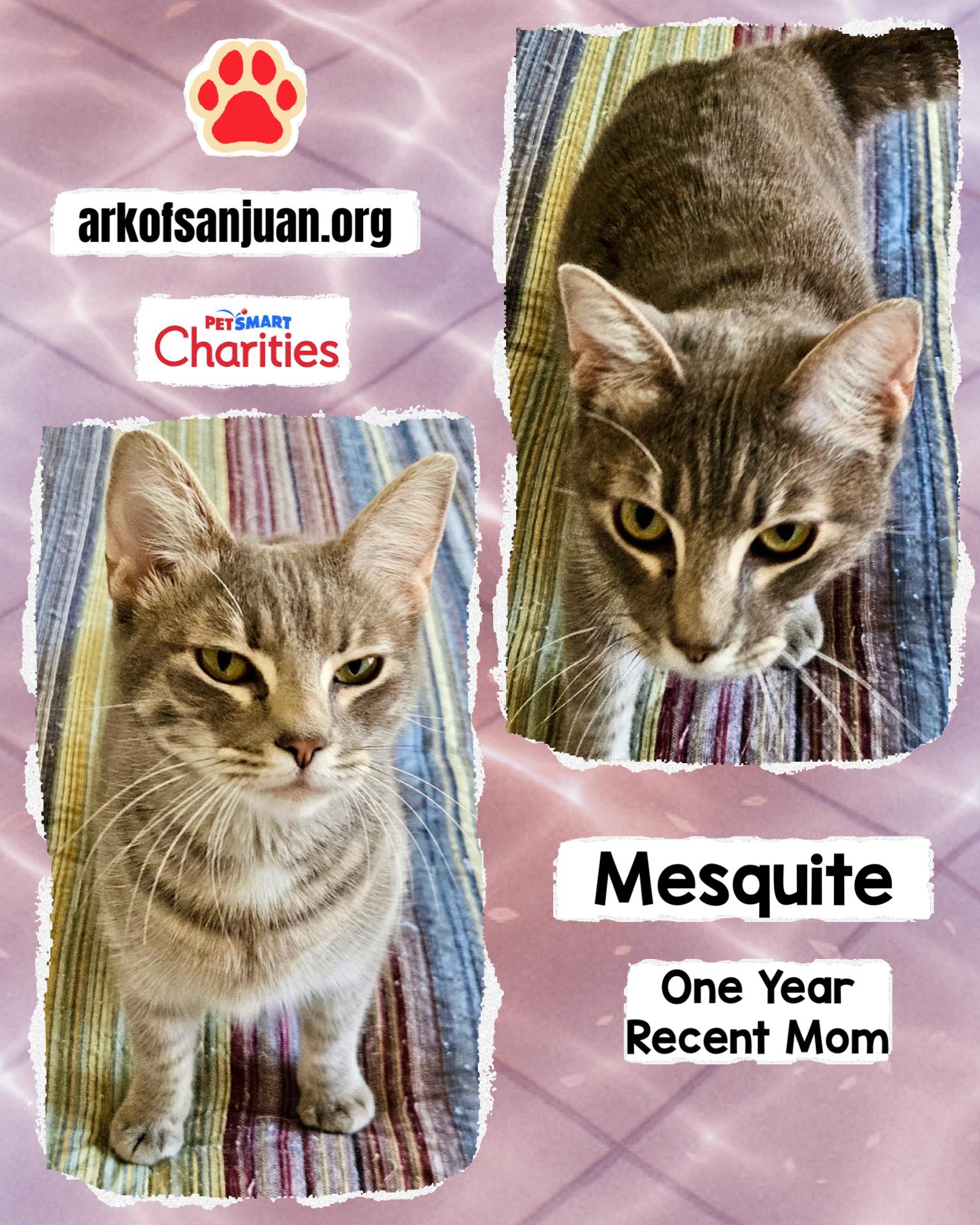 Mesquite, a Adoptable Tabby in San Juan Capistrano, CA image 2/3
