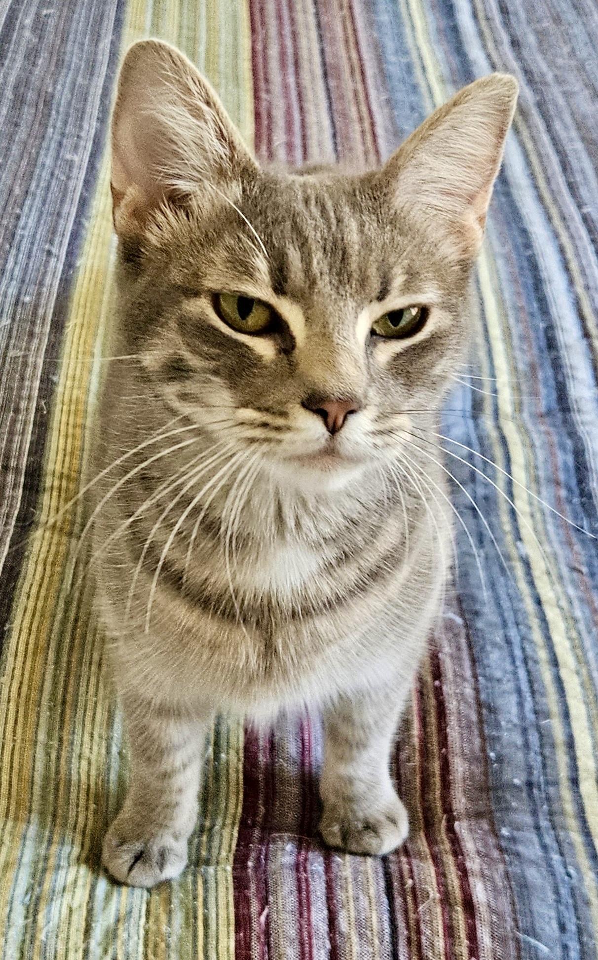 Mesquite, a Adoptable Tabby in San Juan Capistrano, CA image 1/3