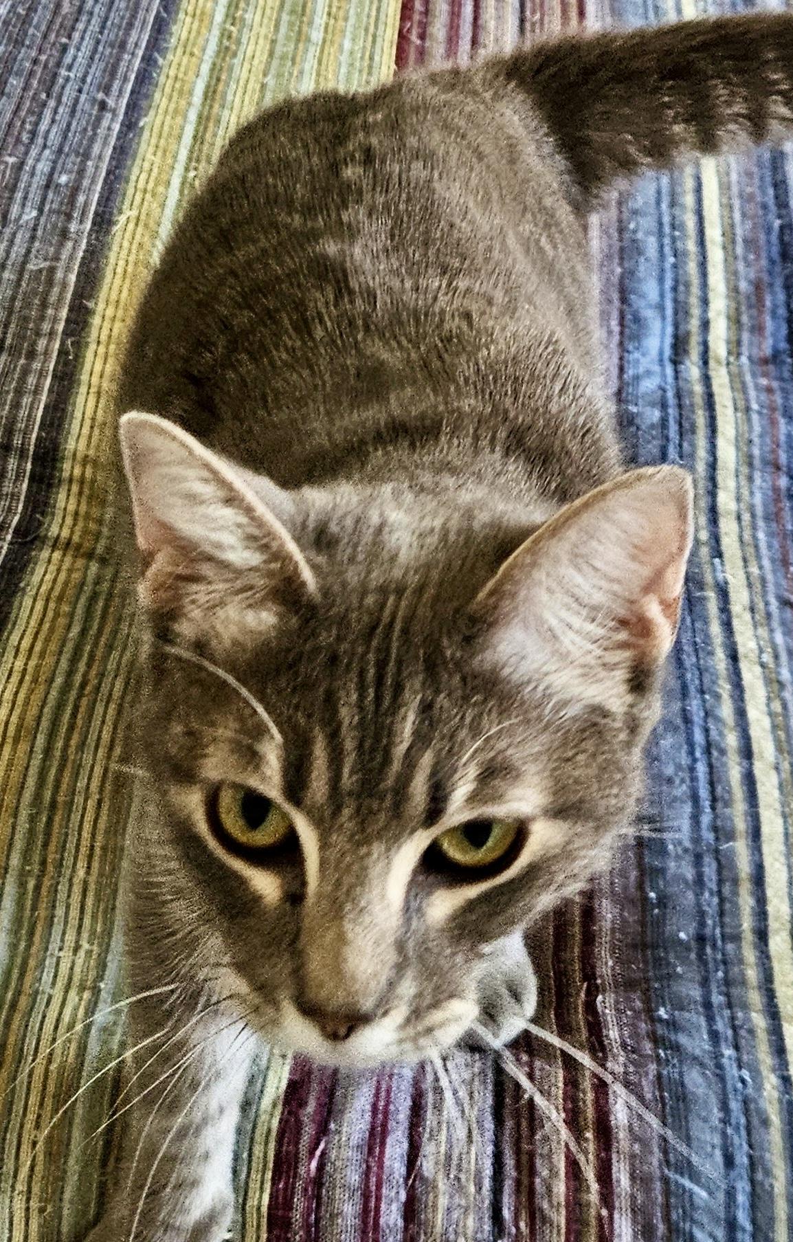 Mesquite, a Adoptable Tabby in San Juan Capistrano, CA image 3/3