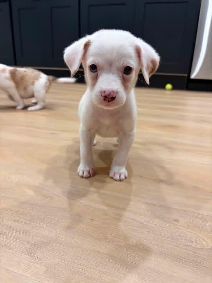Enlarge Seis, a Adoptable mixed breed in Grove City, OH image 3/4