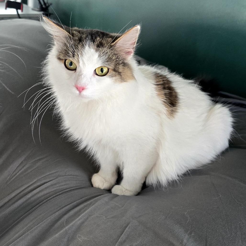 Enlarge Pinkie Pie, a Adoptable Domestic Long Hair in Ferndale, MI image 1/6