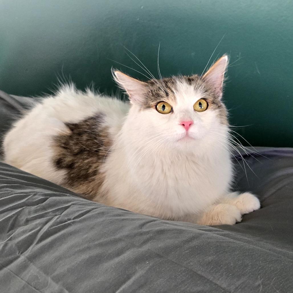 Enlarge Pinkie Pie, a Adoptable Domestic Long Hair in Ferndale, MI image 1/6