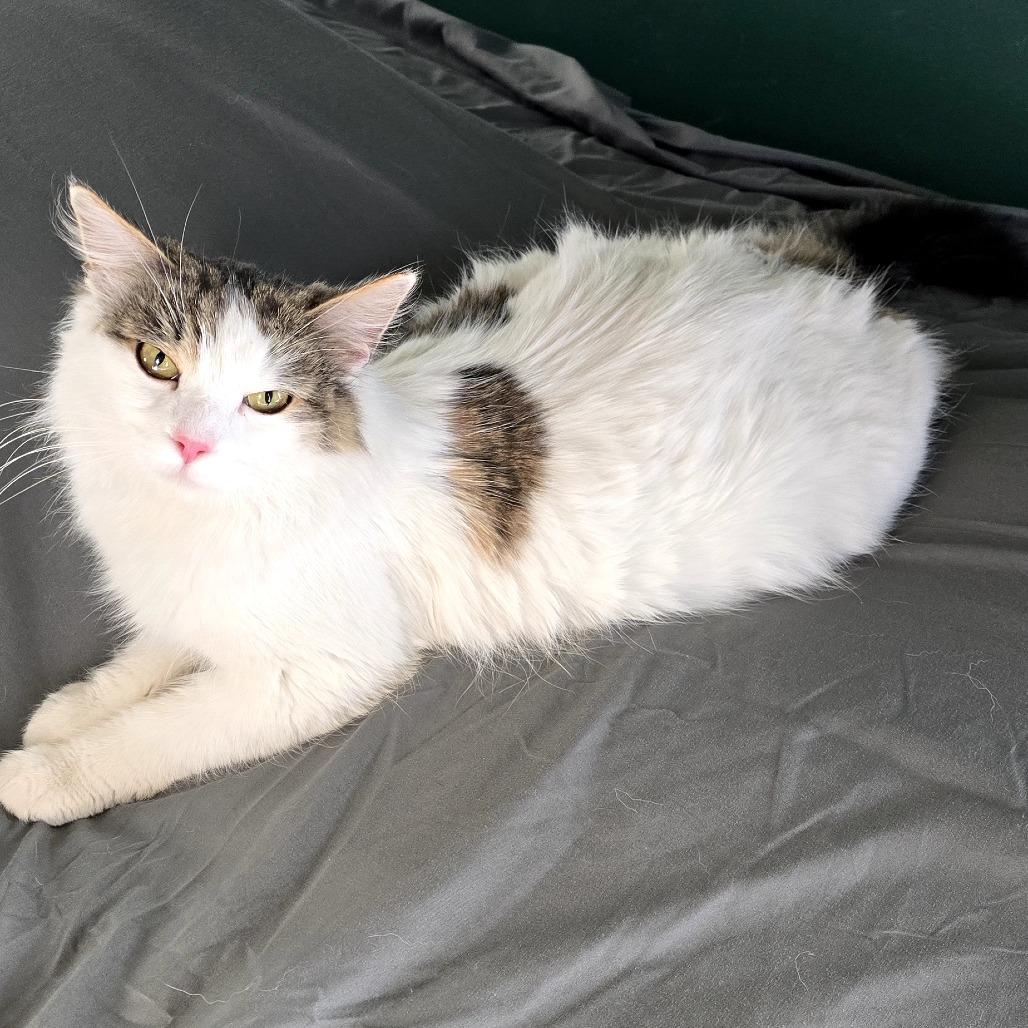 Enlarge Pinkie Pie, a Adoptable Domestic Long Hair in Ferndale, MI image 2/6