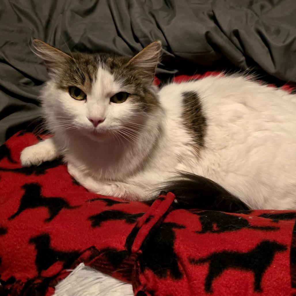 Enlarge Pinkie Pie, a Adoptable Domestic Long Hair in Ferndale, MI image 4/6