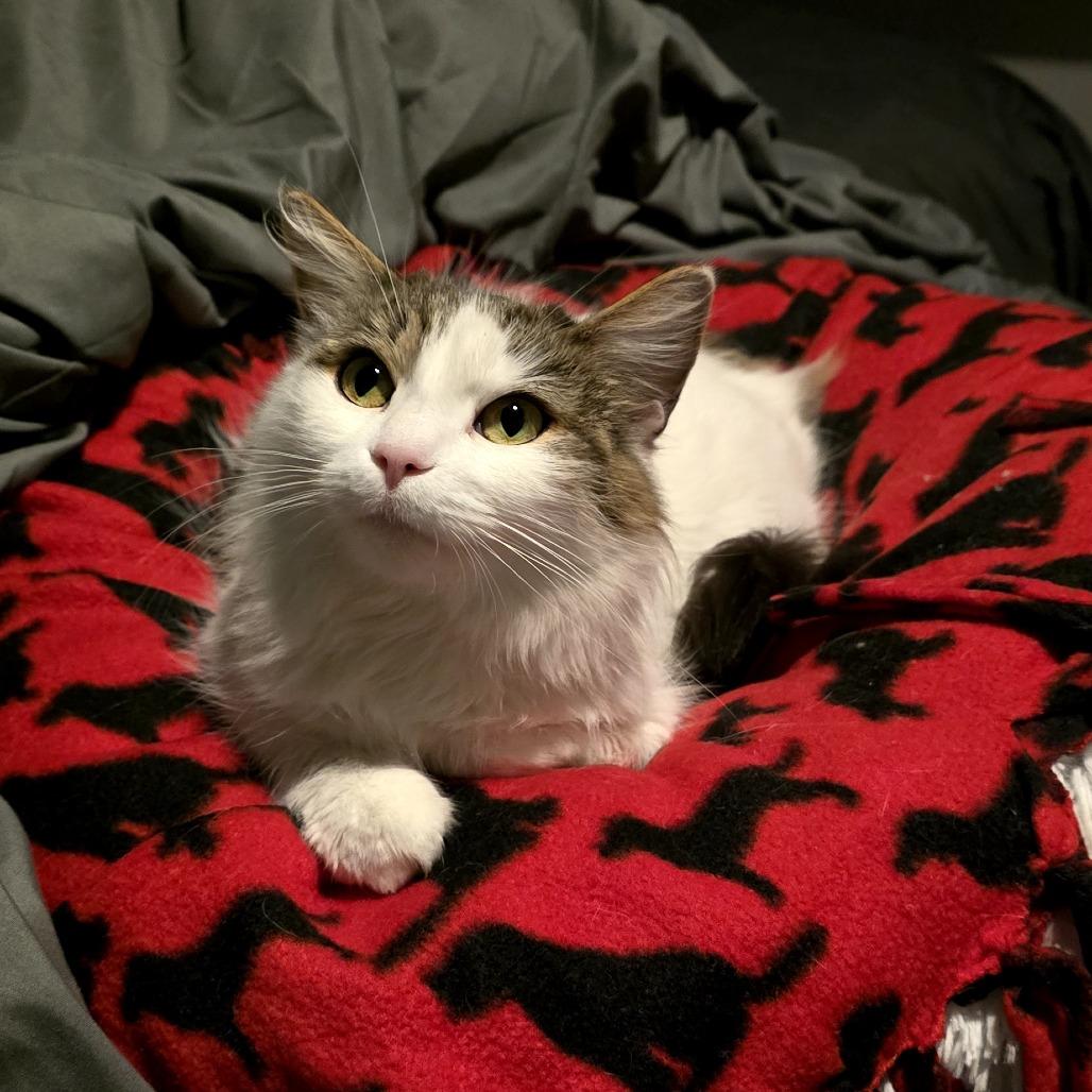 Enlarge Pinkie Pie, a Adoptable Domestic Long Hair in Ferndale, MI image 5/6