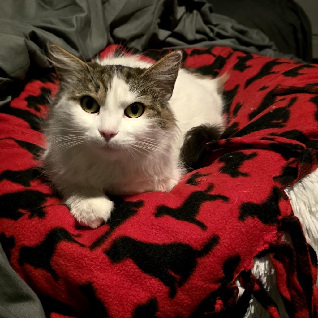 Enlarge Pinkie Pie, a Adoptable Domestic Long Hair in Ferndale, MI image 6/6