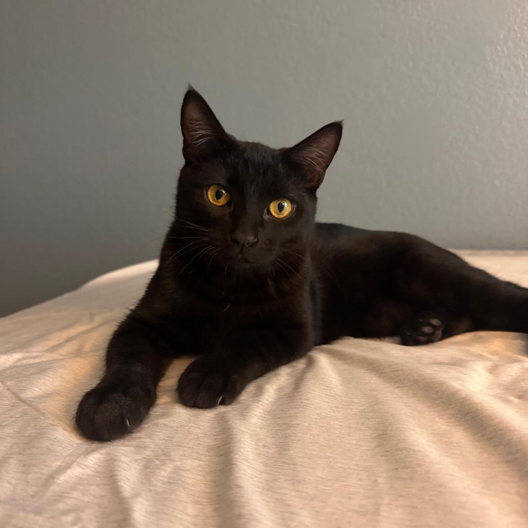 Squid, Adoptable, Kitten Male Domestic Short Hair.