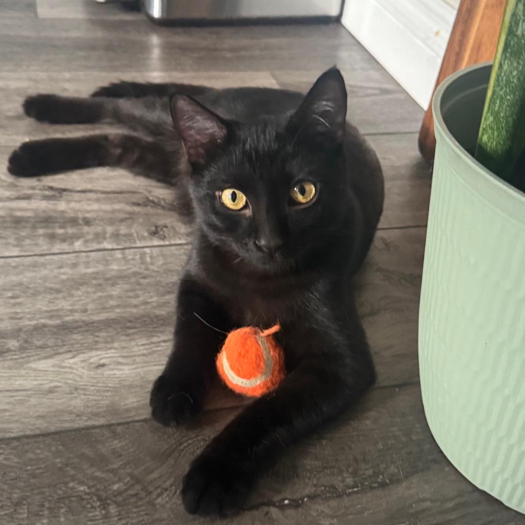Enlarge Squid, a Adoptable Domestic Short Hair in Long Beach, CA image 2/3