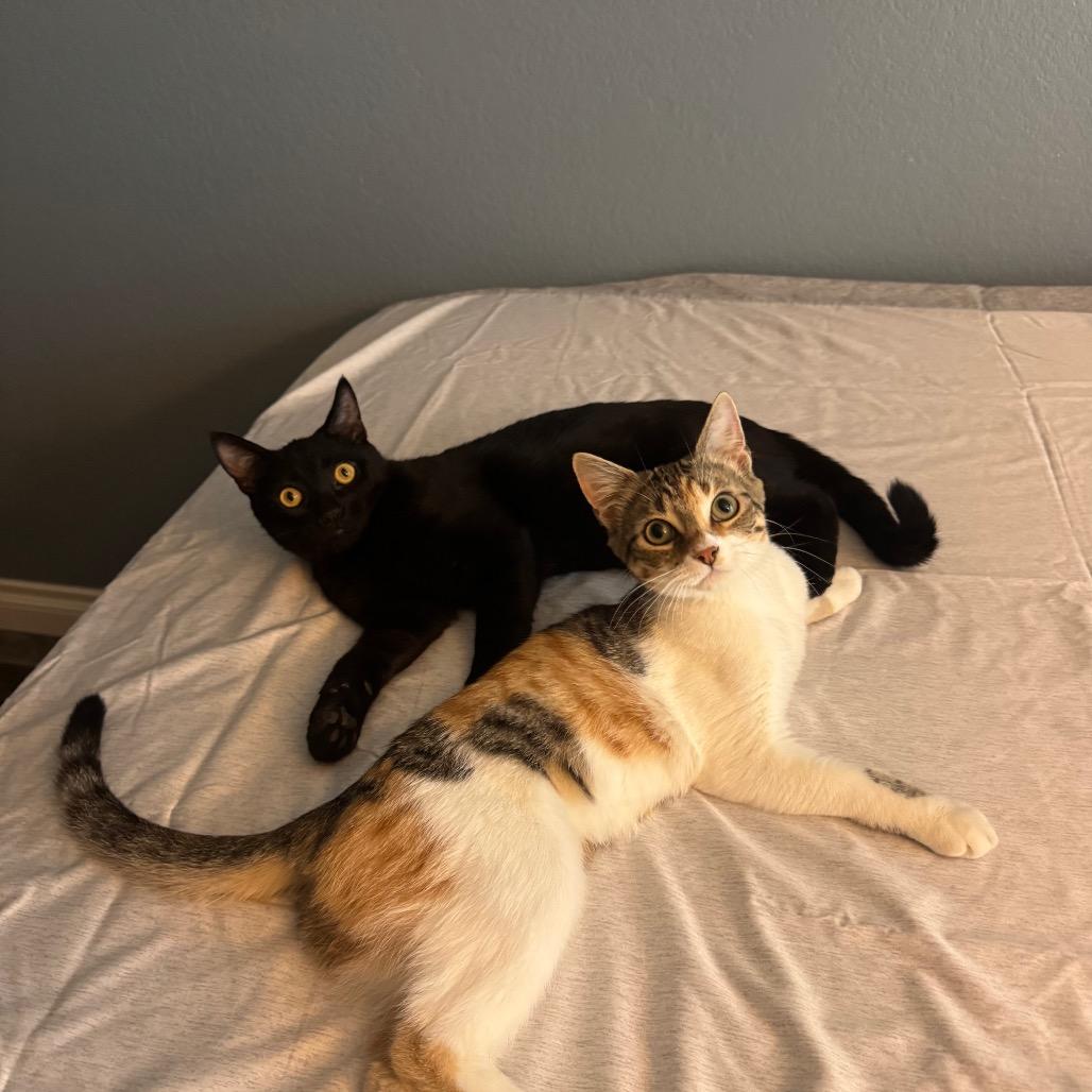 Enlarge Squid, a Adoptable Domestic Short Hair in Long Beach, CA image 3/3