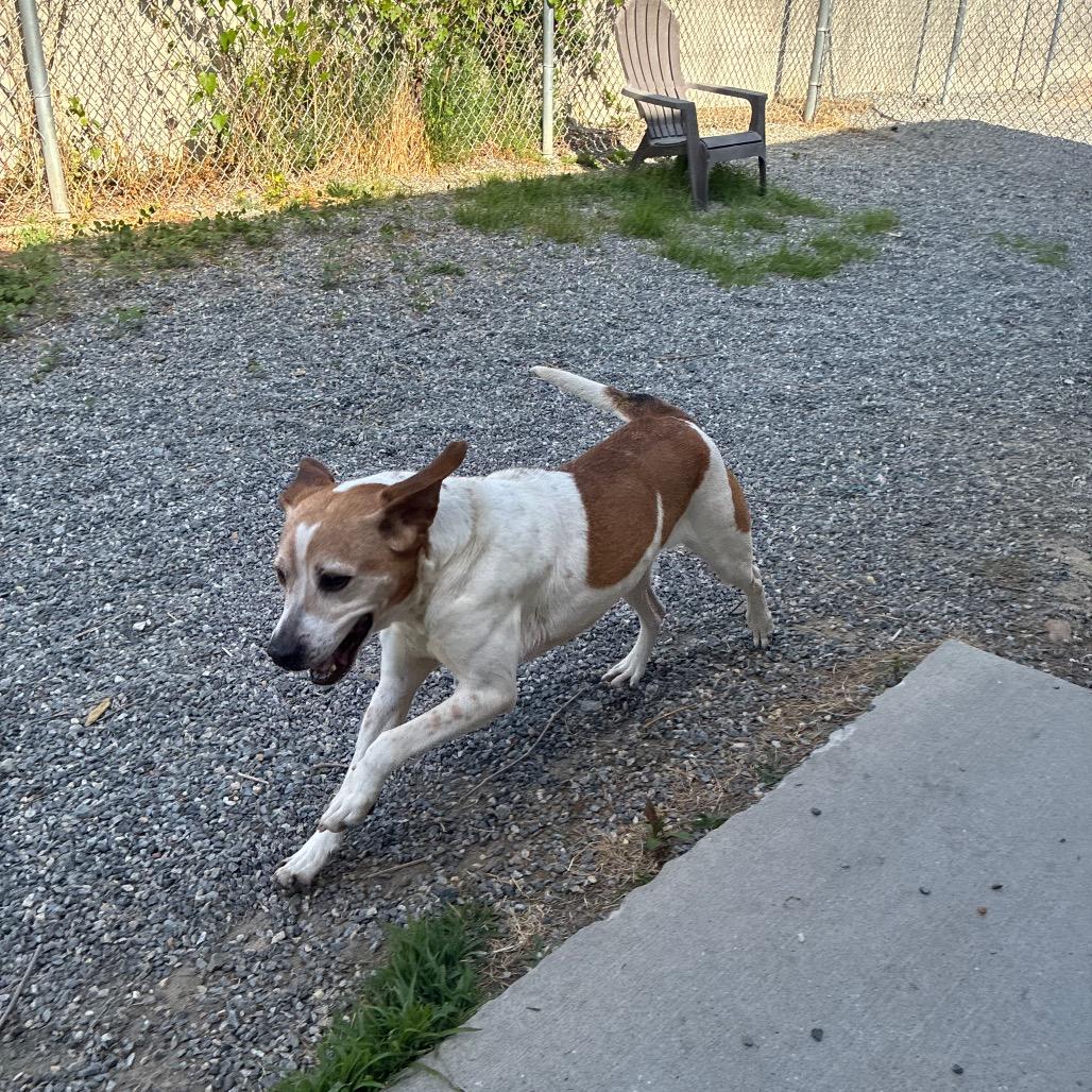 Enlarge Arugula, a Adoptable Mixed Breed in Fredericksburg, VA image 1/6