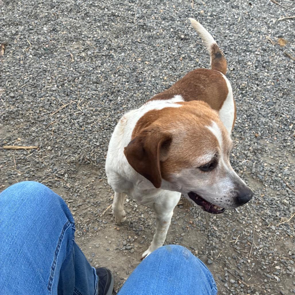 Enlarge Arugula, a Adoptable Mixed Breed in Fredericksburg, VA image 2/6