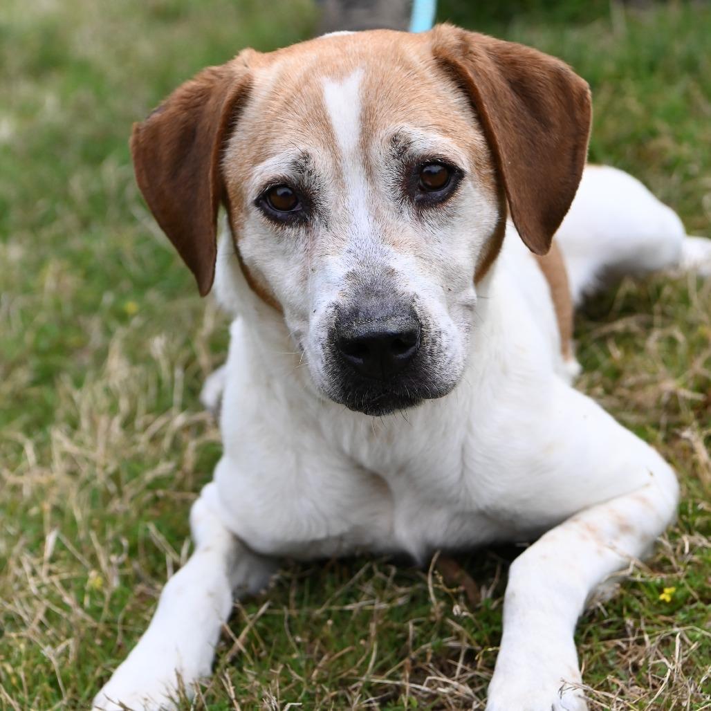 Enlarge Arugula, a Adoptable Mixed Breed in Fredericksburg, VA image 3/6