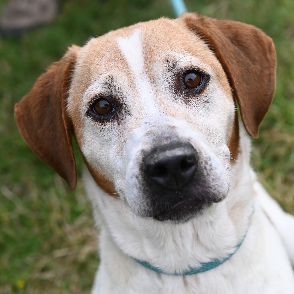 Enlarge Arugula, a Adoptable Mixed Breed in Fredericksburg, VA image 4/6