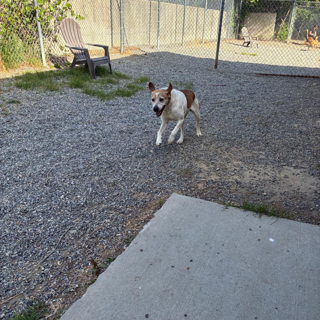 Enlarge Arugula, a Adoptable Mixed Breed in Fredericksburg, VA image 5/6