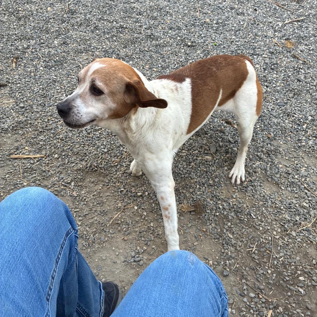 Enlarge Arugula, a Adoptable Mixed Breed in Fredericksburg, VA image 6/6