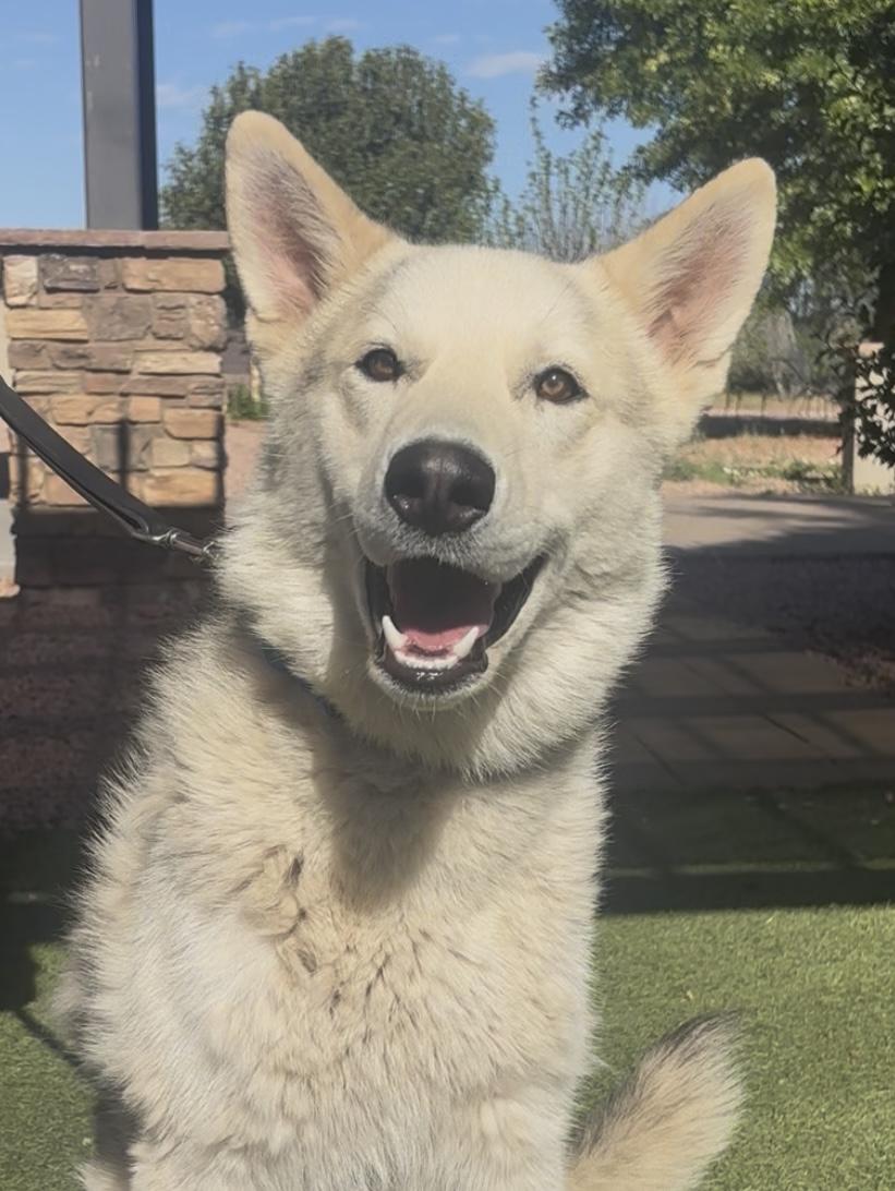 Ranger, an adopted mixed breed in Payson, AZ image 1/4