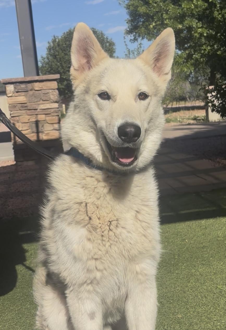 Ranger, an adopted mixed breed in Payson, AZ image 3/4