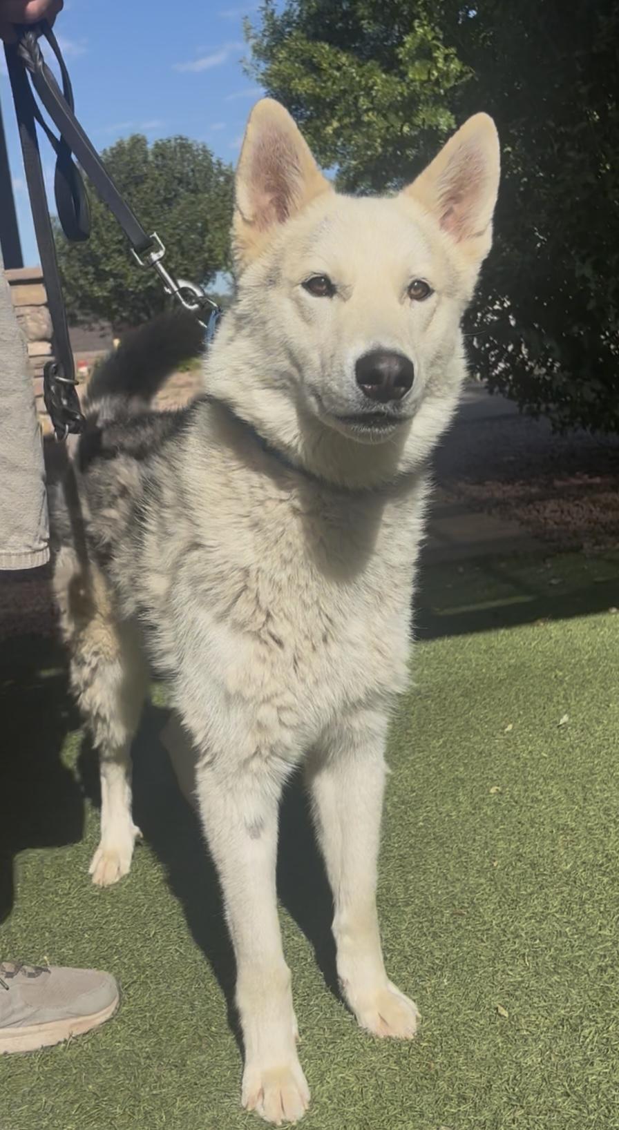 Ranger, an adopted mixed breed in Payson, AZ image 4/4
