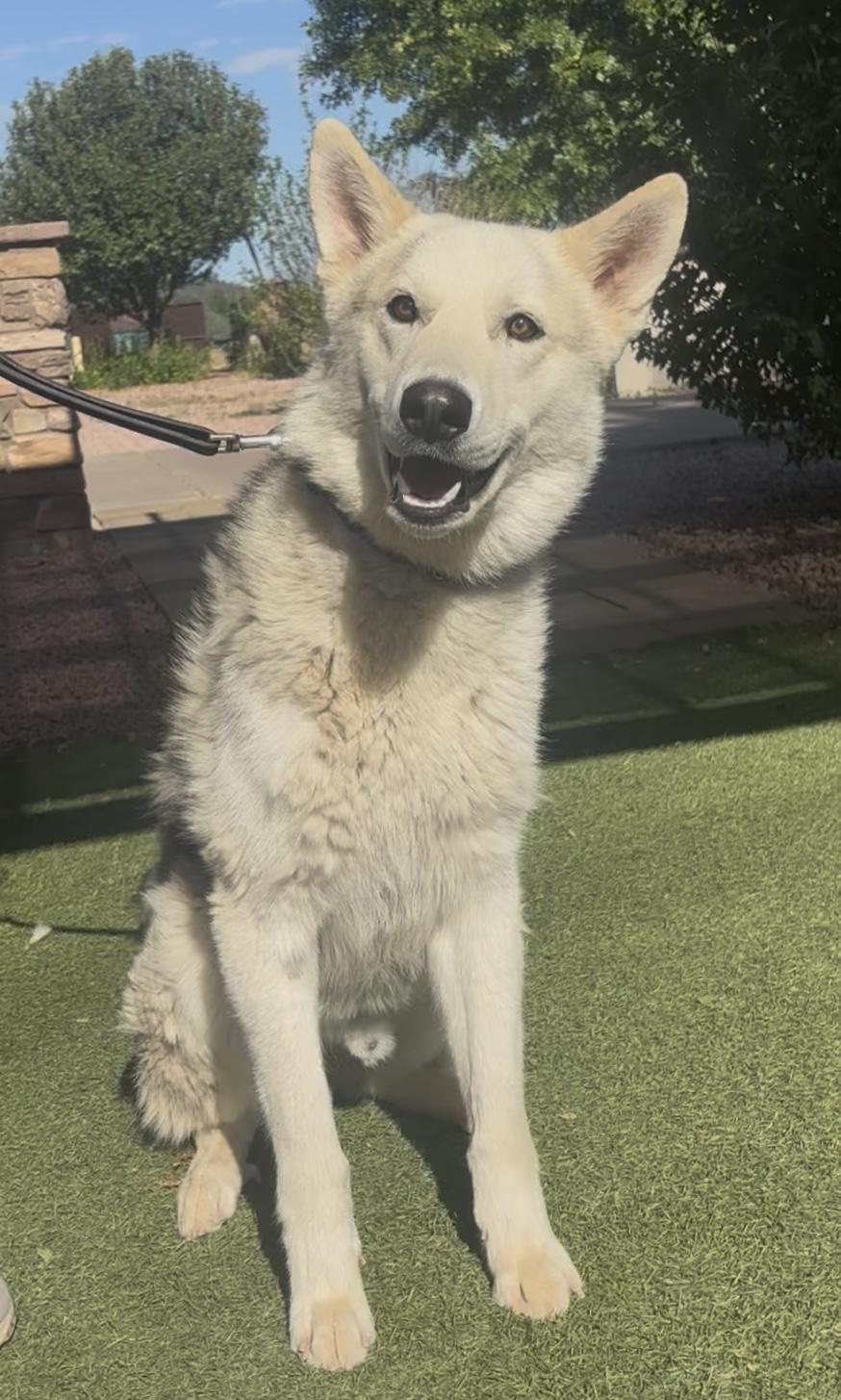 Ranger, an adopted mixed breed in Payson, AZ image 2/4