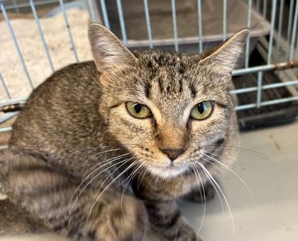 Enlarge Parsley, a Adoptable Domestic Short Hair in Plano, TX image 2/5