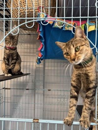 Enlarge Parsley, a Adoptable Domestic Short Hair in Plano, TX image 4/5