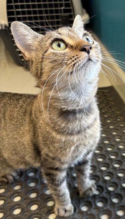 Enlarge Parsley, a Adoptable Domestic Short Hair in Plano, TX image 1/5