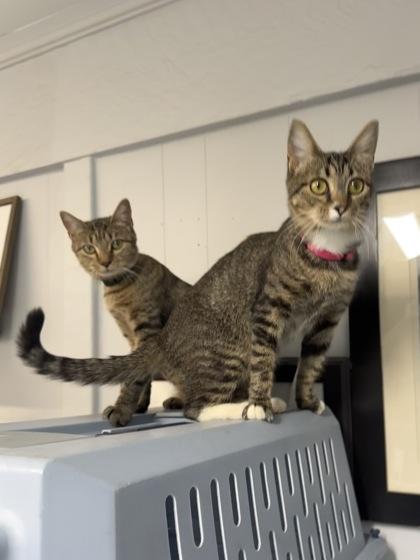 Enlarge Parsley, a Adoptable Domestic Short Hair in Plano, TX image 5/5