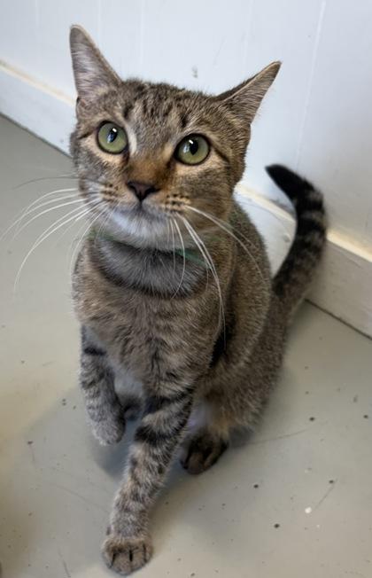 Enlarge Parsley, a Adoptable Domestic Short Hair in Plano, TX image 3/5