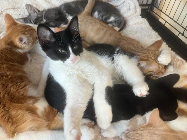 Reese a Gentle Kitten