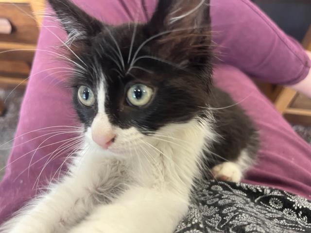 Reese a Gentle Kitten