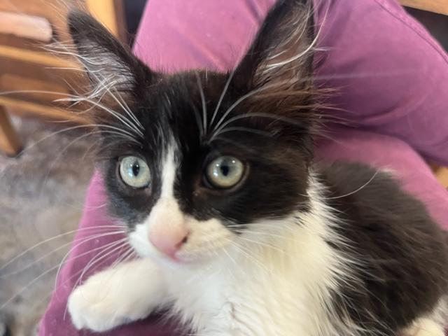 Reese a Gentle Kitten