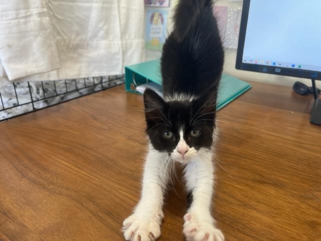 Reese a Gentle Kitten