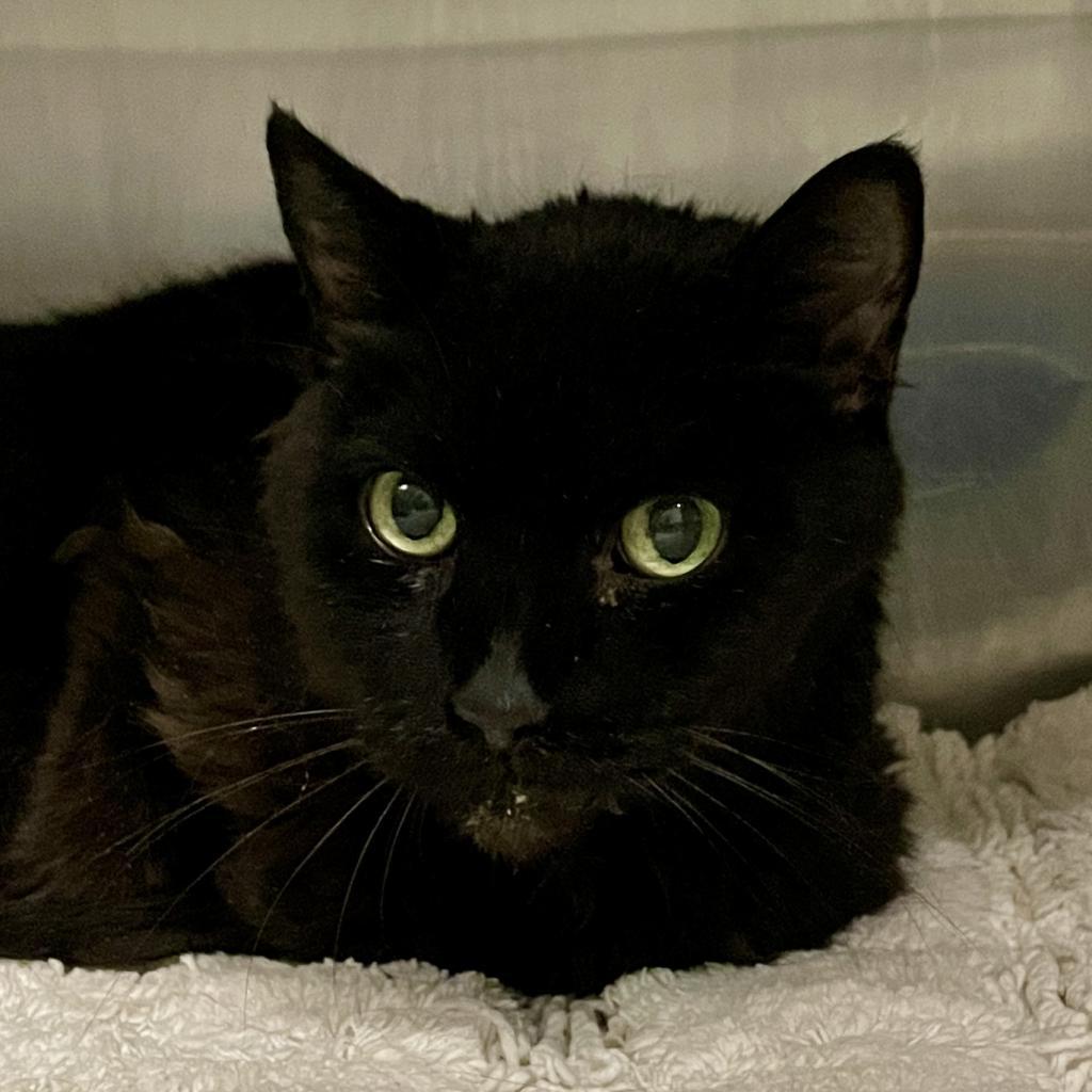 Tonka Bean, Adoptable, Senior Female Domestic Short Hair.