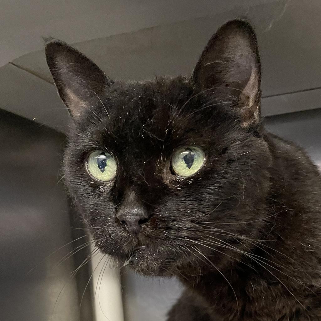 Tonka Bean, a Adoptable Domestic Short Hair in Palm Springs, CA image 2/3