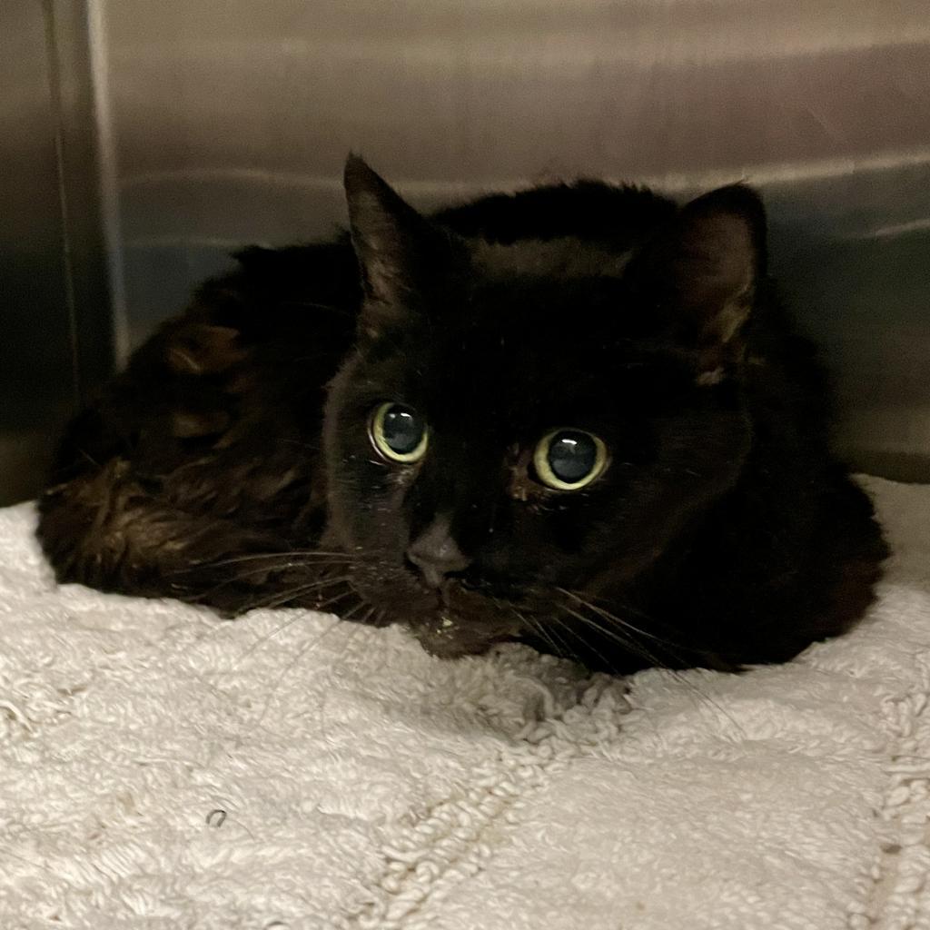 Tonka Bean — thumbnail 3