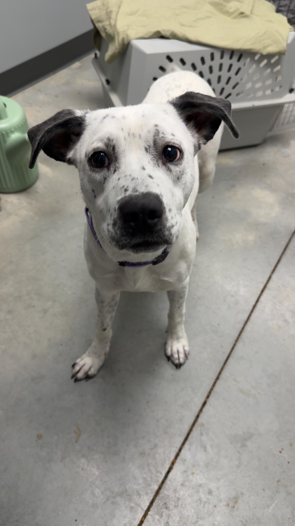 Enlarge Serenity , a ADOPTABLE mixed breed in Covington, TN image 5/5