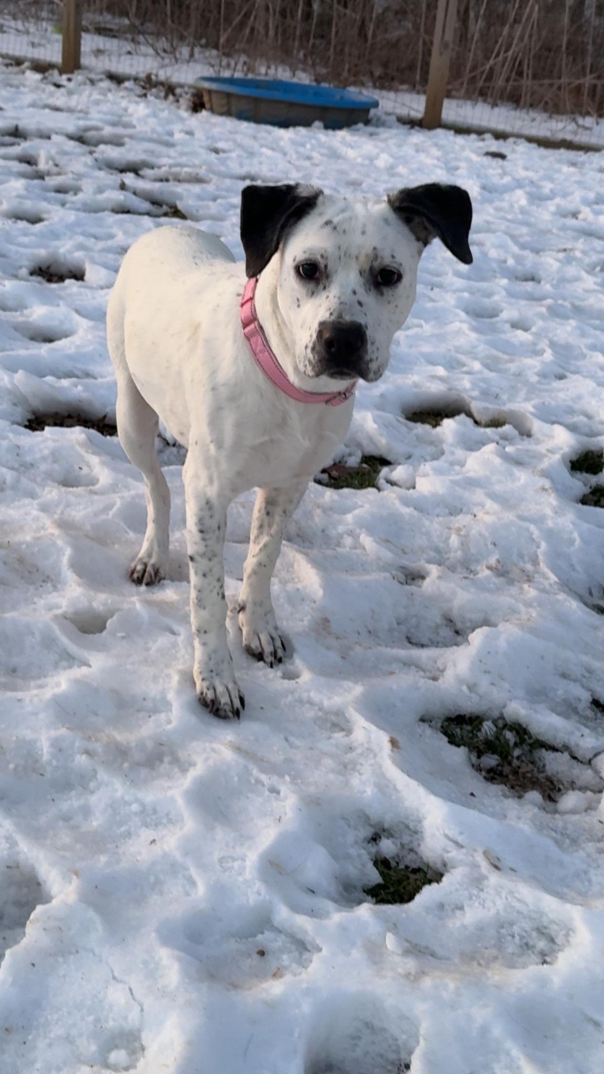 Serenity , ADOPTABLE, Young Female Dalmatian.