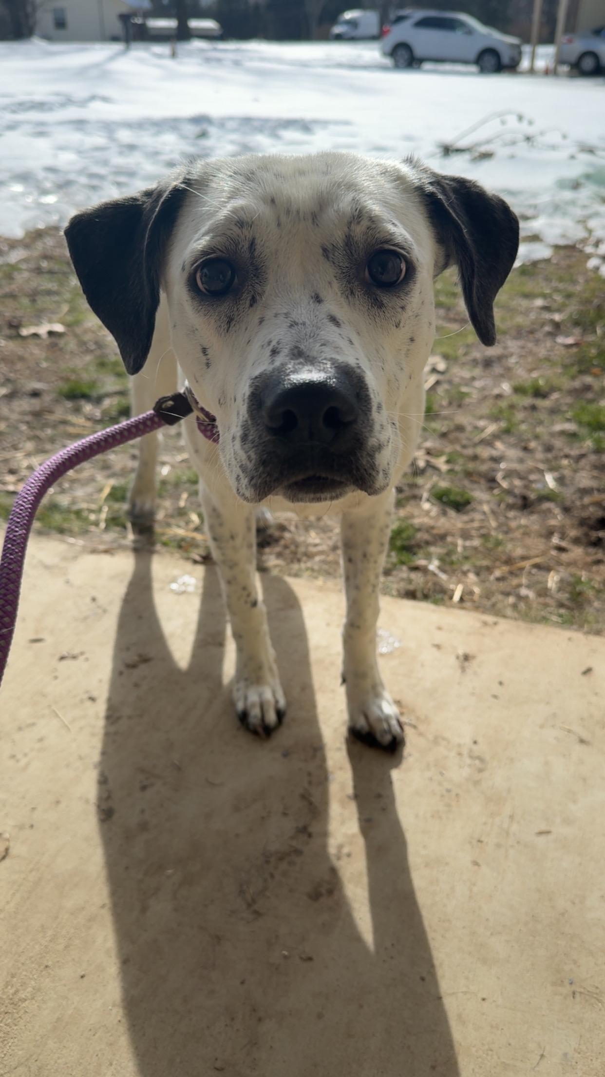 Enlarge Serenity , a ADOPTABLE mixed breed in Covington, TN image 3/5