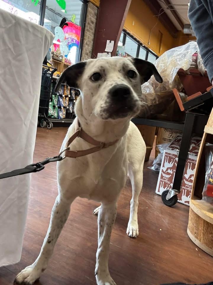 Enlarge Serenity , a ADOPTABLE mixed breed in Covington, TN image 2/5