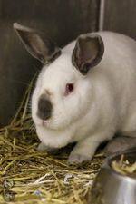 Bunnies, a Adoptable mixed breed in Toledo, OH image 3/4
