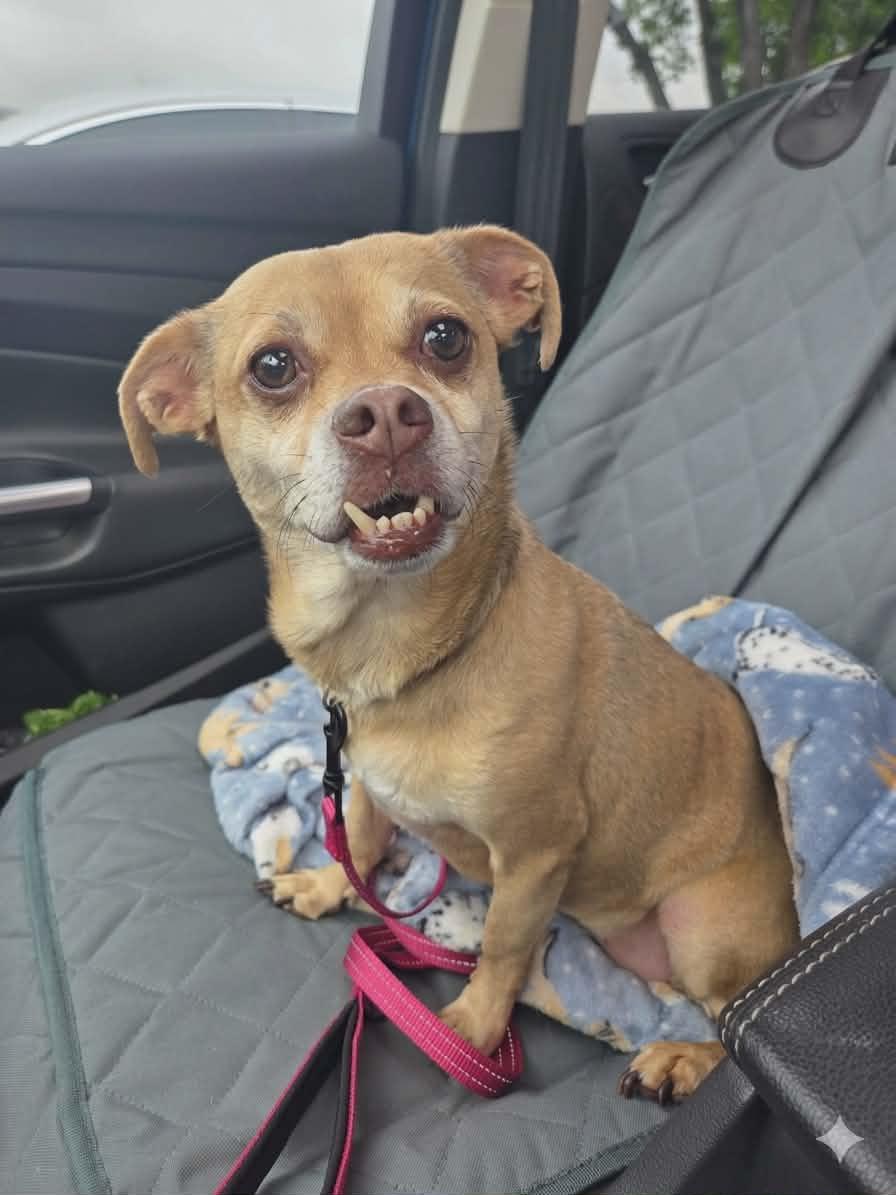 Abby, ADOPTABLE, Adult Female Chihuahua & Mixed Breed.
